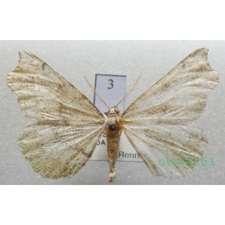 Artiora evonymaria (Denis & Schiffermüller, 1775) male Czech3